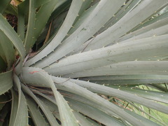 Puya × berteroniana