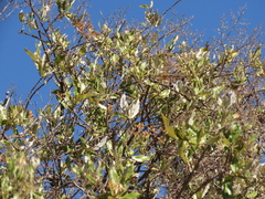Spinoliva ilicifolia
