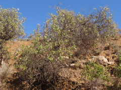 Spinoliva ilicifolia