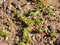 Lastarriaea chilensis