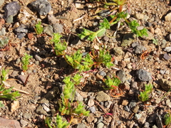 Lastarriaea chilensis