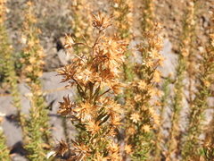 Pleocarphus revolutus