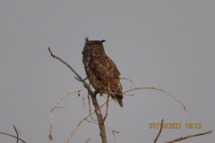 Bubo virginianus