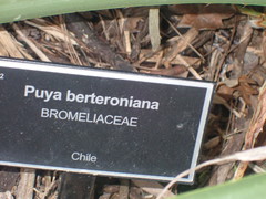 Puya × berteroniana