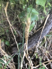 Elymus virginicus virginicus