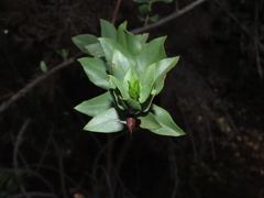 Monttea chilensis
