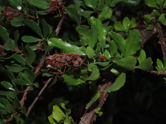 Escallonia illinita