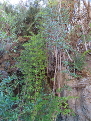 Escallonia illinita