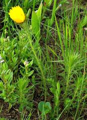 Berkheya insignis