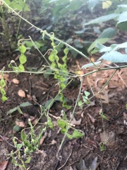 Desmodium canescens