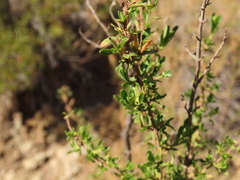 Clinopodium chilense
