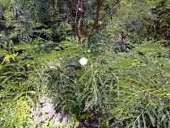 Senegalia berlandieri