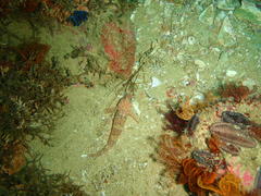 Caffrogobius nudiceps