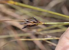 Schoenus galpinii