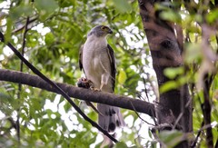 Accipiter tachiro