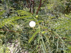 Senegalia berlandieri