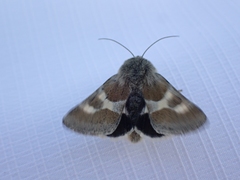 Schinia suetus