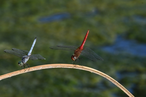Red-tailed Pennant photographed in Arizona