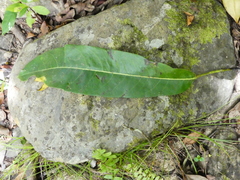 Heptapleurum actinophyllum