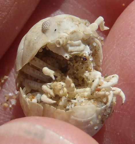 Tylos capensis