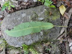 Heptapleurum actinophyllum