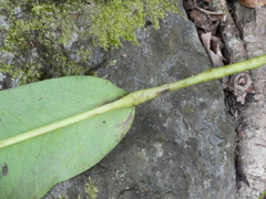 Heptapleurum actinophyllum
