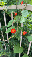 Ipomoea coccinea
