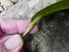 Heptapleurum actinophyllum