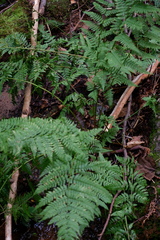 Dryopteris × triploidea