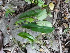 Heptapleurum actinophyllum