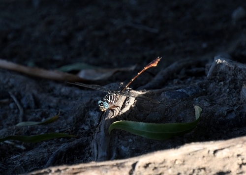 Narrow-striped Forceptail photo 3