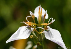 Moraea pubiflora