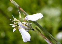 Moraea pubiflora