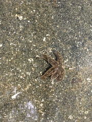 Evasterias troschelii