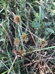 Cyperus lancastriensis