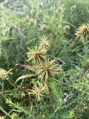 Cyperus lancastriensis