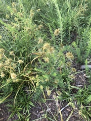 Cyperus lancastriensis