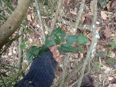 Aristotelia chilensis