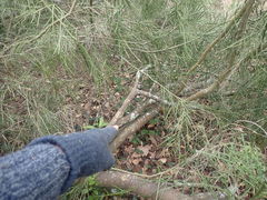 Aristotelia chilensis