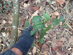 Aristotelia chilensis