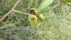 Diospyros lycioides lycioides
