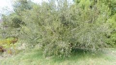 Diospyros lycioides lycioides