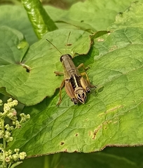 Peripolus