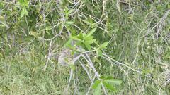 Diospyros lycioides lycioides