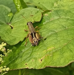 Peripolus