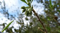 Diospyros lycioides lycioides