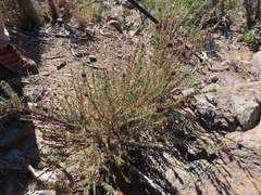 Junellia selaginoides