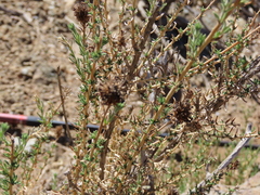 Junellia selaginoides