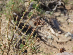 Junellia selaginoides