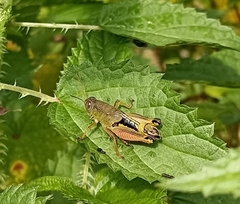 Peripolus